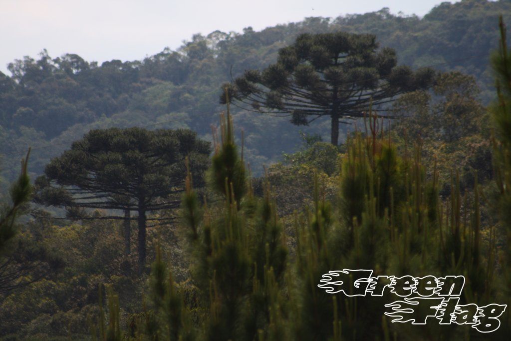 Image 25 of 266  -  96 kB